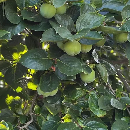 公寓 Vigna 圣利贝拉莱