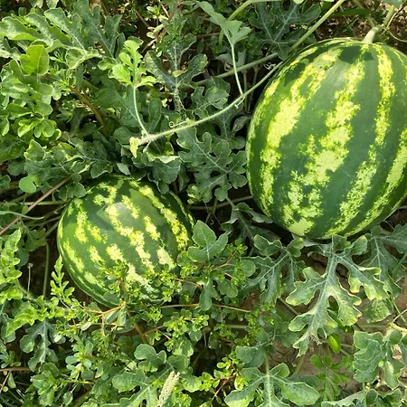 Vigna 圣利贝拉莱