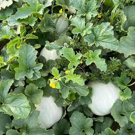 Vigna