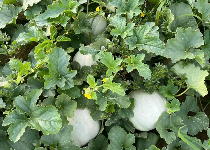 Vigna